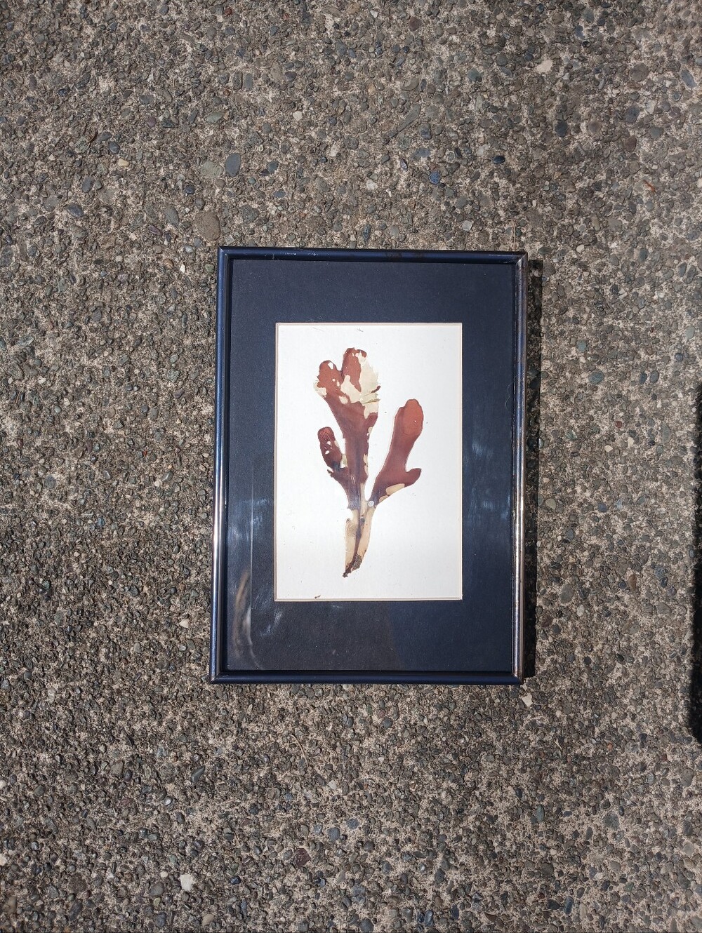 Framed Pressed Seaweed